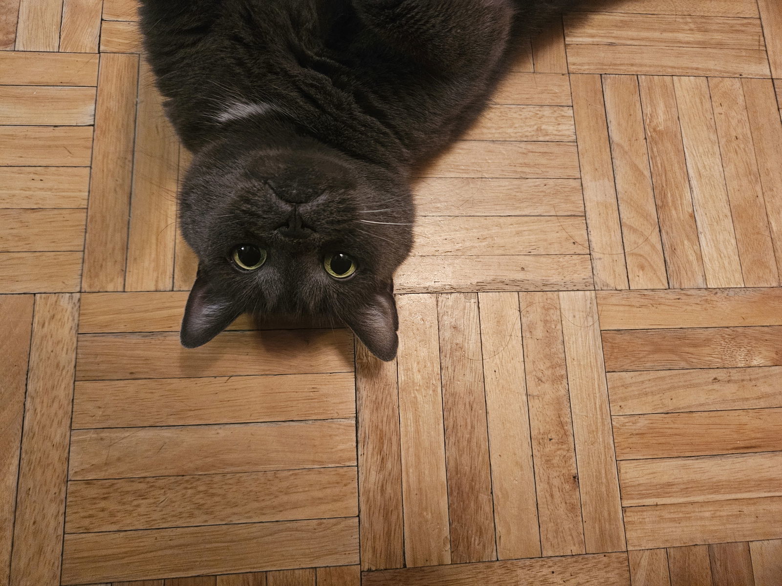 Chanterelle, an adoptable Domestic Short Hair in Montreal, QC, H2L 4Y5 | Photo Image 1