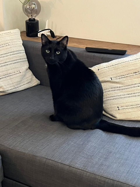 Marcel, an adoptable Domestic Short Hair in Montreal, QC, H2L 4Y5 | Photo Image 1