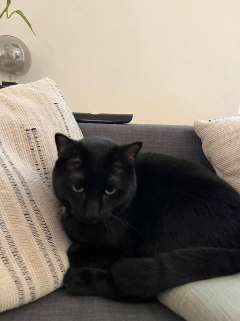 Marcel, an adoptable Domestic Short Hair in Montreal, QC, H2L 4Y5 | Photo Image 3