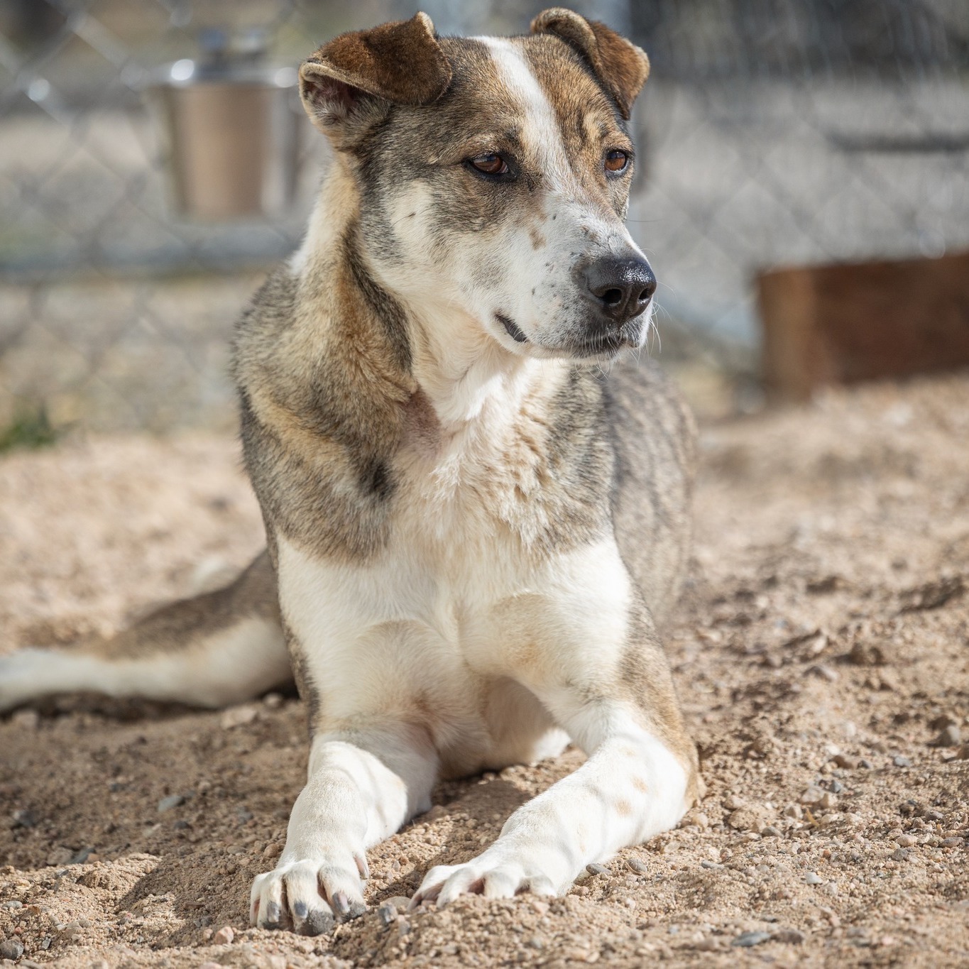 MEEZAN, an adoptable Husky, Sloughi in Hartville, WY, 82215 | Photo Image 2