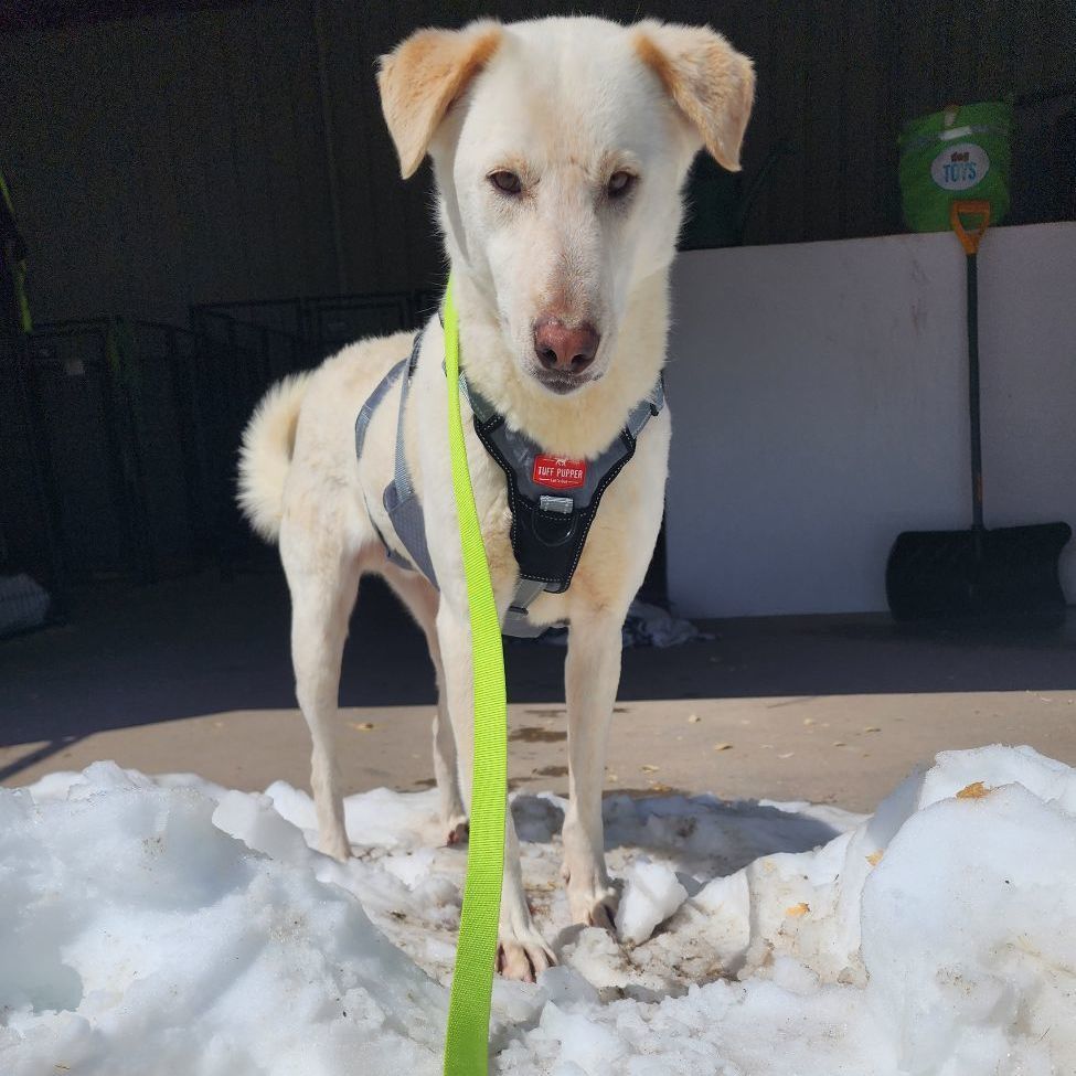 SAHITA, an adoptable Sloughi, Labrador Retriever in Hartville, WY, 82215 | Photo Image 1