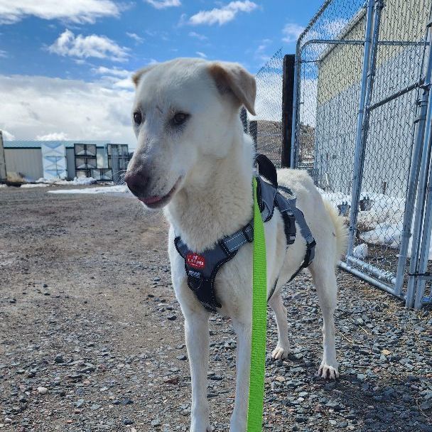 SAHITA, an adoptable Sloughi, Labrador Retriever in Hartville, WY, 82215 | Photo Image 2