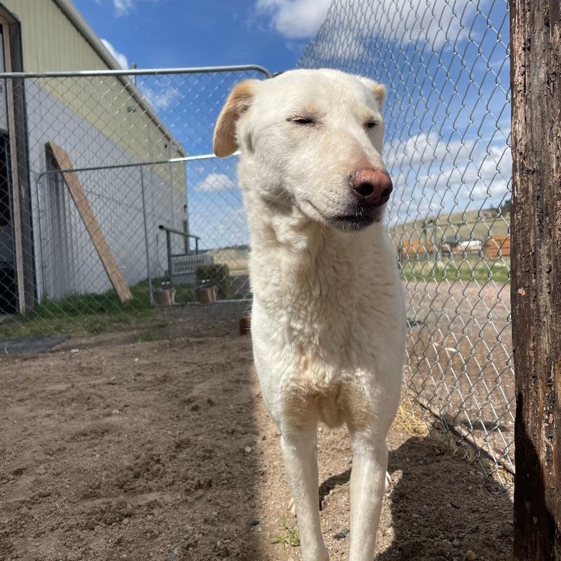 SAHITA, an adoptable Sloughi, Labrador Retriever in Hartville, WY, 82215 | Photo Image 3