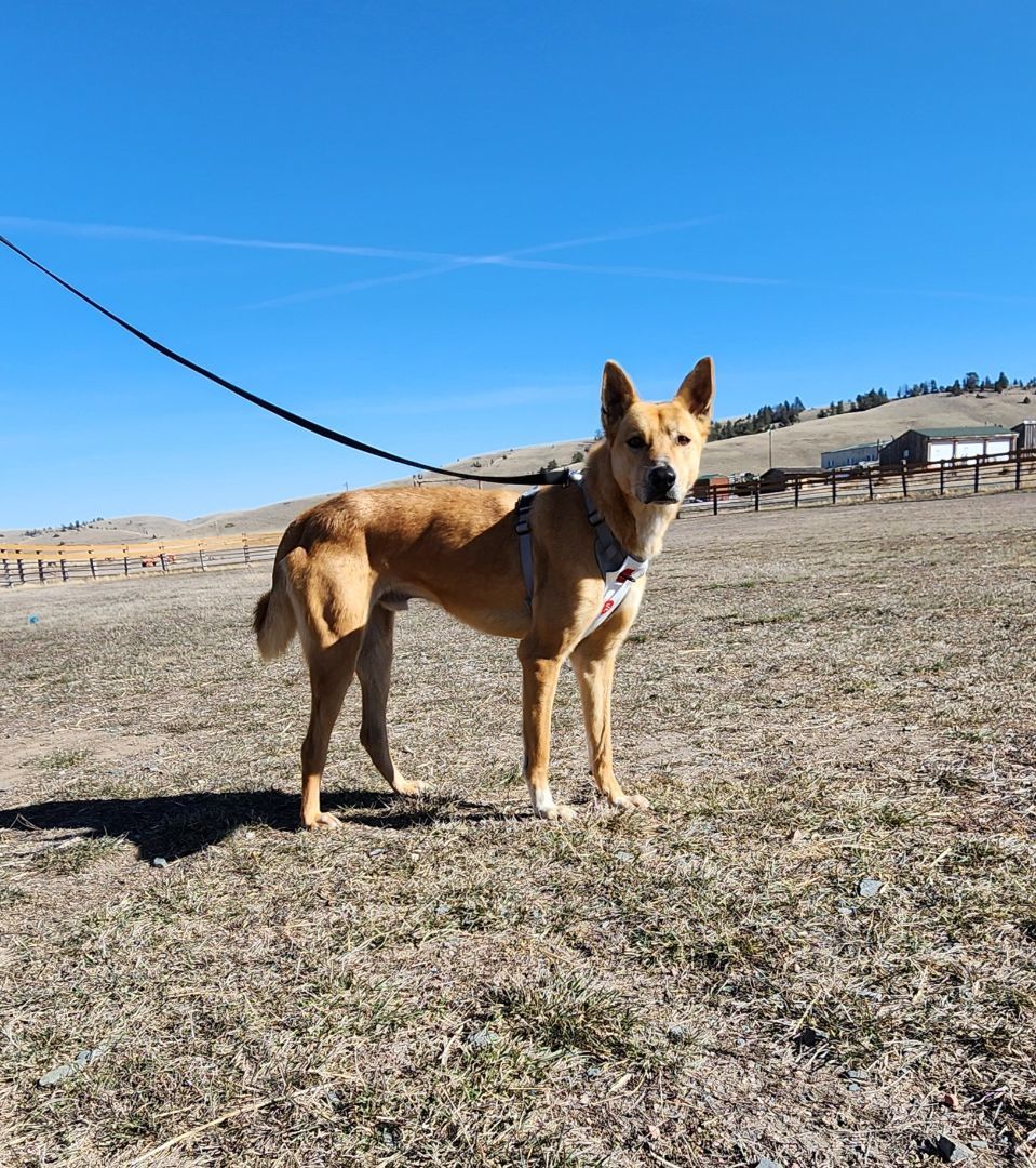 LUCKY, an adoptable Canaan Dog in Hartville, WY, 82215 | Photo Image 2