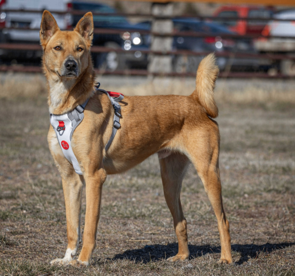 LUCKY, an adoptable Canaan Dog in Hartville, WY, 82215 | Photo Image 1