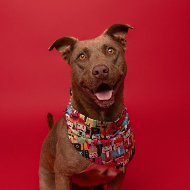 Mocha, an adoptable Pit Bull Terrier in Winnabow, NC, 28479 | Photo Image 3