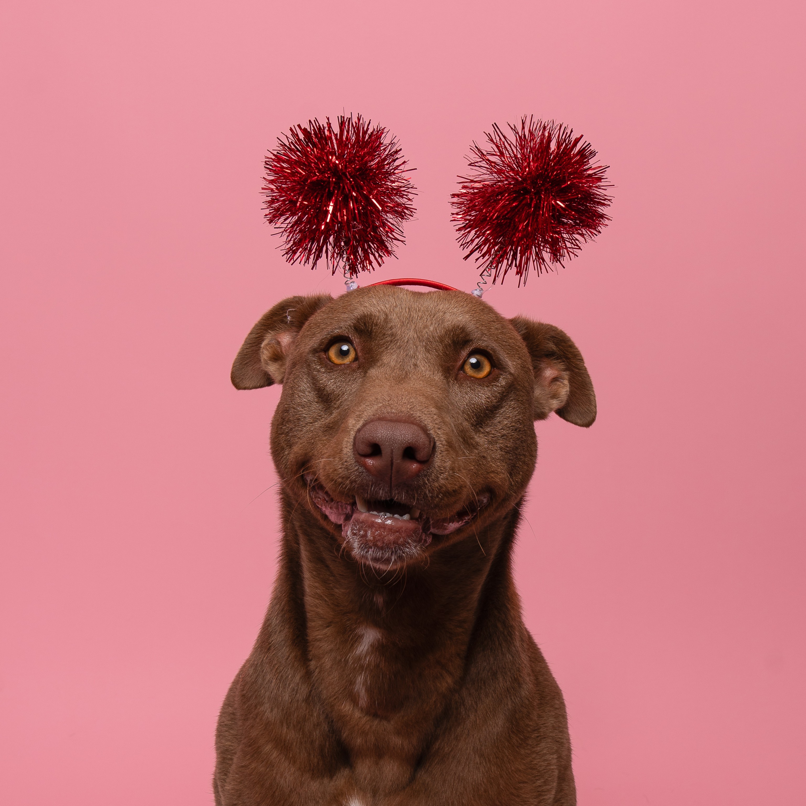 Mocha, an adoptable Pit Bull Terrier in Winnabow, NC, 28479 | Photo Image 3