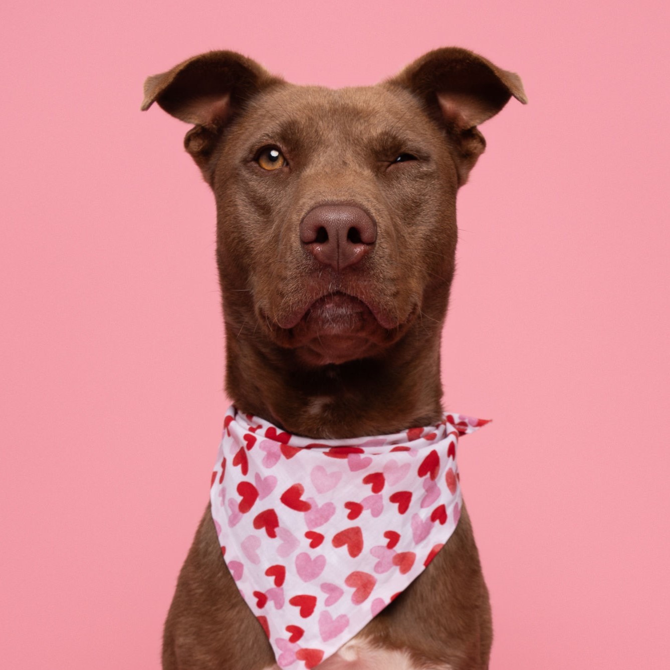 Mocha, an adoptable Pit Bull Terrier in Winnabow, NC, 28479 | Photo Image 3