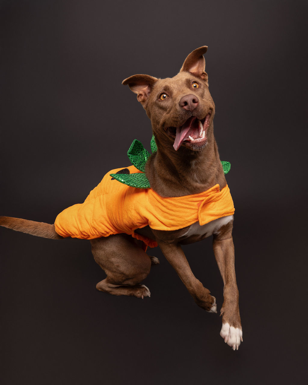 Mocha, an adoptable Pit Bull Terrier in Winnabow, NC, 28479 | Photo Image 4