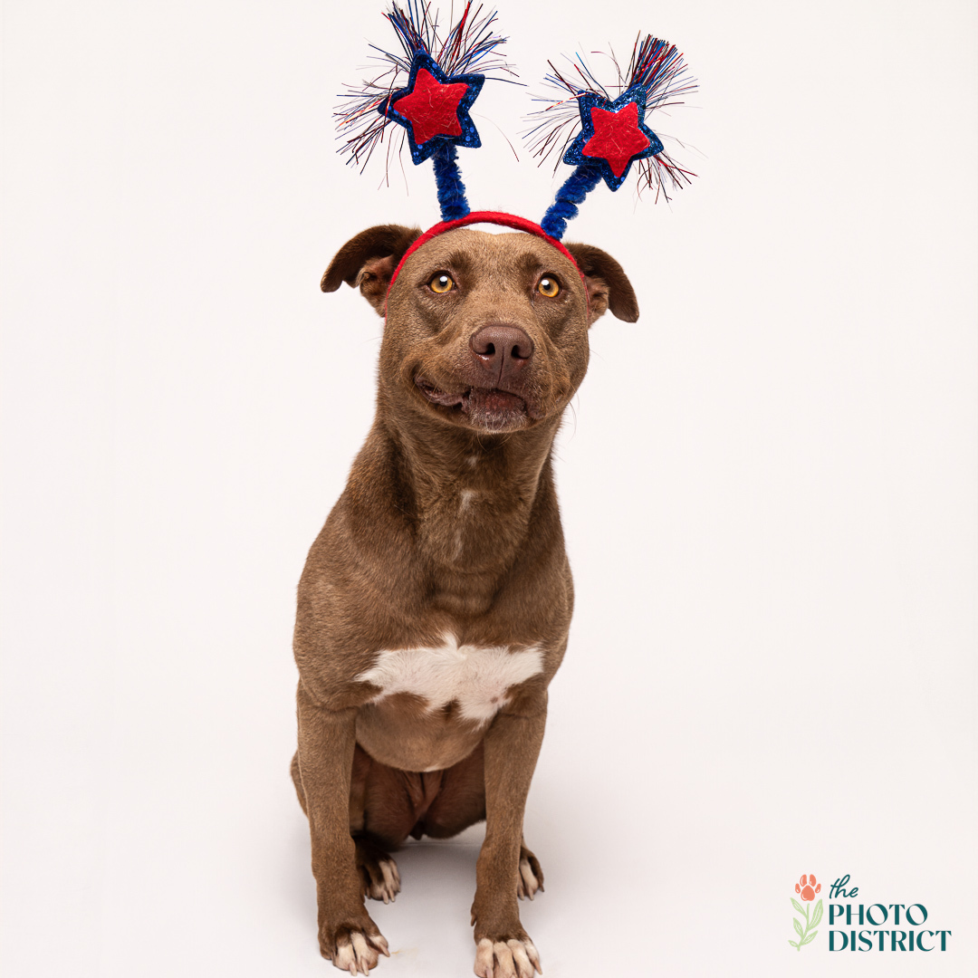 Mocha, an adoptable Pit Bull Terrier in Winnabow, NC, 28479 | Photo Image 4