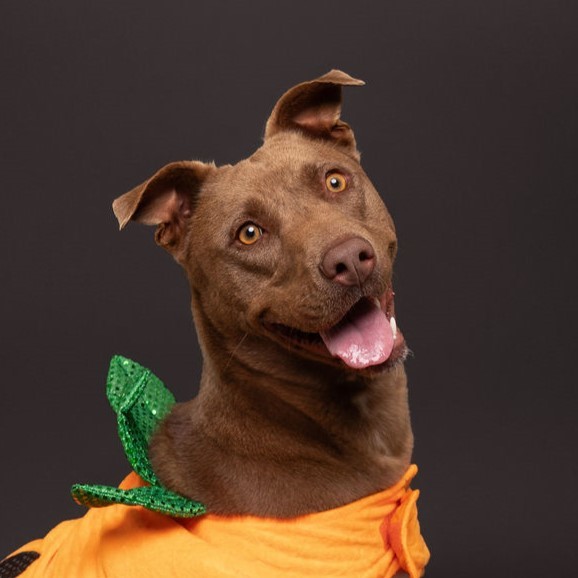 Mocha, an adoptable Pit Bull Terrier in Winnabow, NC, 28479 | Photo Image 5