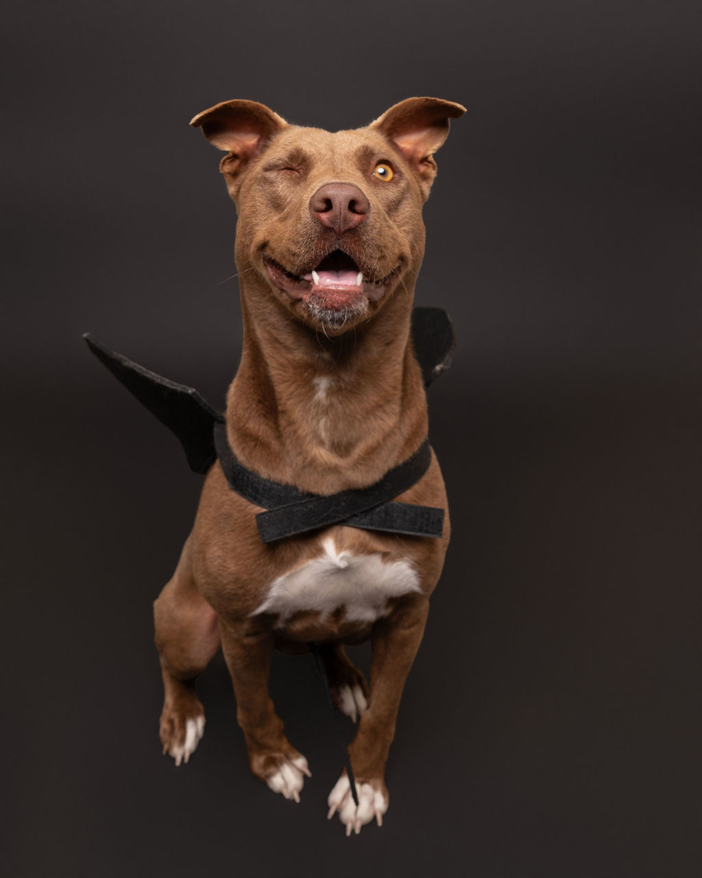 Mocha, an adoptable Pit Bull Terrier in Winnabow, NC, 28479 | Photo Image 6