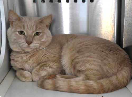 Cal, an adoptable Domestic Short Hair in Thief River Falls, MN, 56701 | Photo Image 1