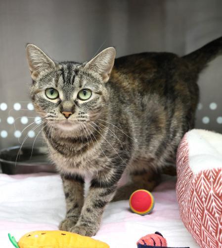 Princess, an adoptable Domestic Short Hair in Thief River Falls, MN, 56701 | Photo Image 1