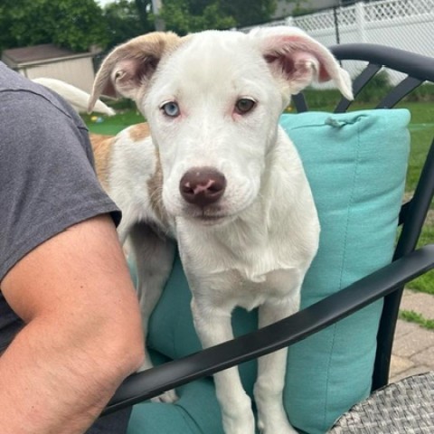 Salem, an adoptable Pit Bull Terrier, Husky in Sioux Falls, SD, 57106 | Photo Image 1