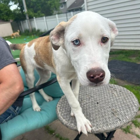 Salem, an adoptable Pit Bull Terrier, Husky in Sioux Falls, SD, 57106 | Photo Image 2