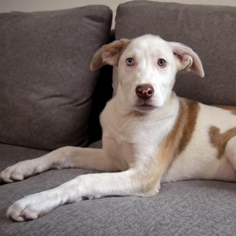 Salem, an adoptable Pit Bull Terrier, Husky in Sioux Falls, SD, 57106 | Photo Image 2