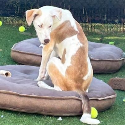 Salem, an adoptable Pit Bull Terrier, Husky in Sioux Falls, SD, 57106 | Photo Image 6