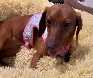 Aria is a darling little mini Dachshund girl 126 pounds About 1 - 2 years old She came into our