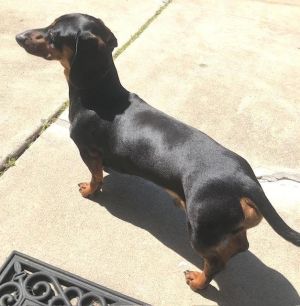 Alonzo is a beautiful sweet 2 12 year old purebred black and tan short hair dachshund 15 pounds