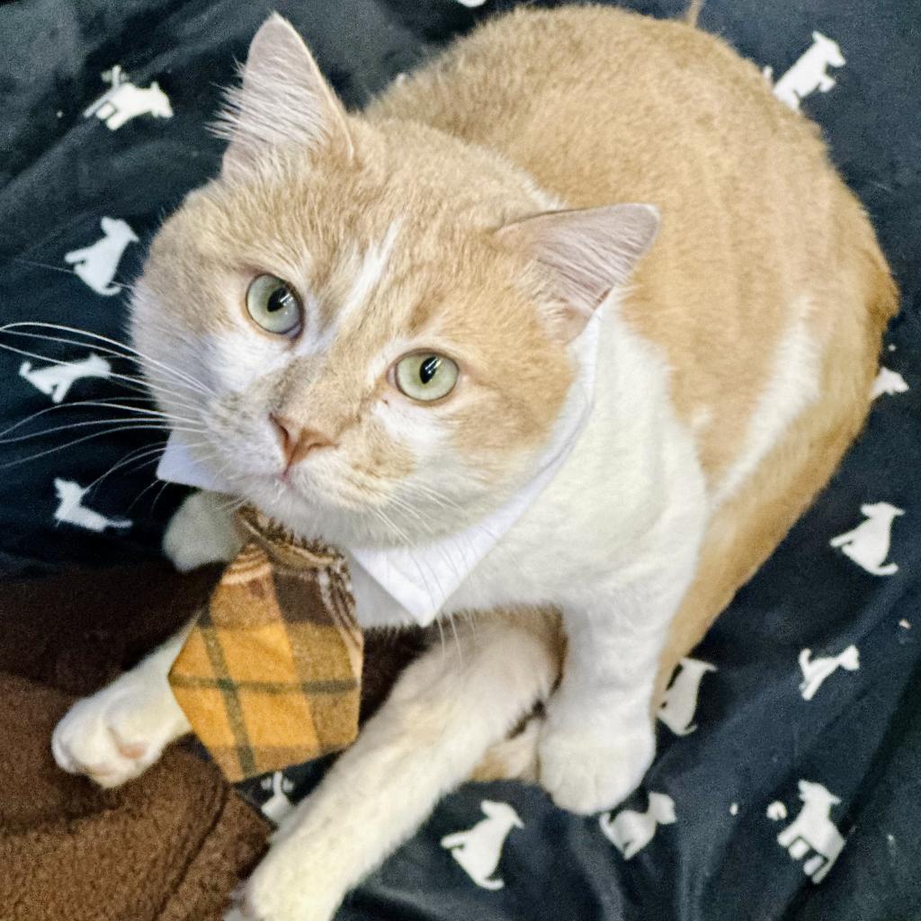 Dwight Schrute, an adoptable Domestic Medium Hair in Austin, TX, 78704 | Photo Image 1