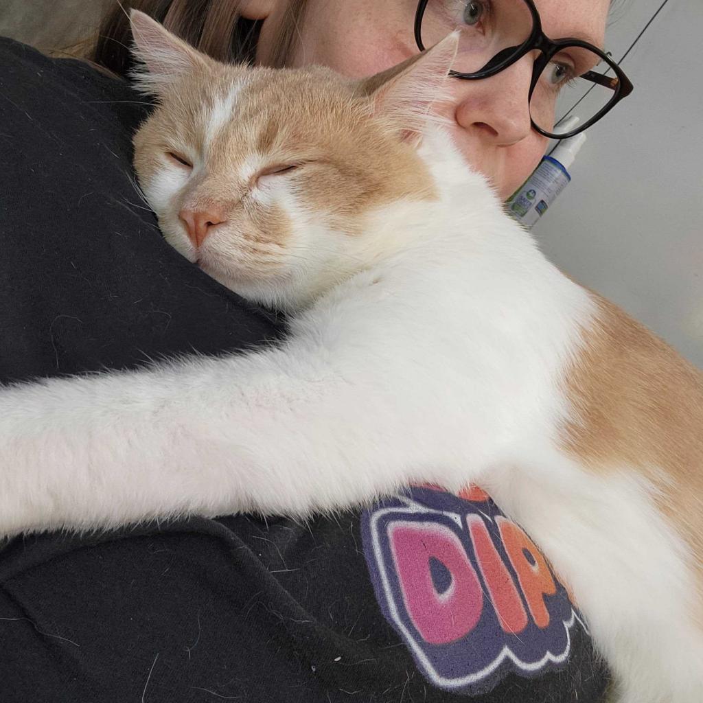 Dwight Schrute, an adoptable Domestic Medium Hair in Austin, TX, 78704 | Photo Image 4