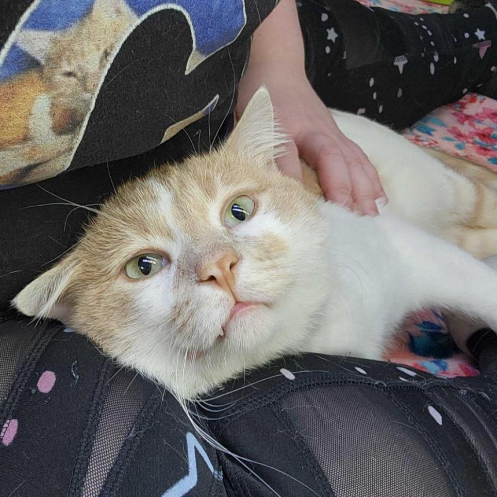 Dwight Schrute, an adoptable Domestic Medium Hair in Austin, TX, 78704 | Photo Image 5