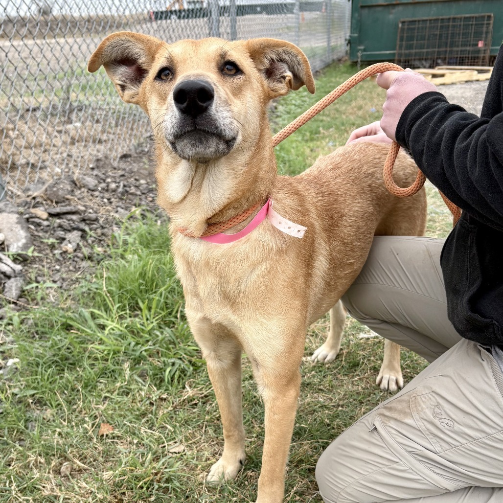 Ginger Snap / 0462, an adoptable Shepherd in Harlingen, TX, 78550 | Photo Image 1
