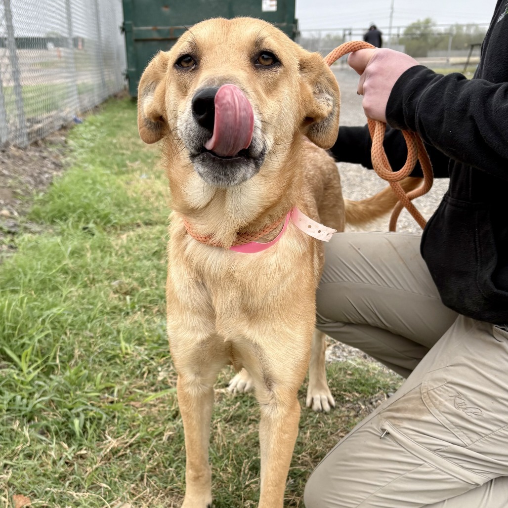 Ginger Snap / 0462, an adoptable Shepherd in Harlingen, TX, 78550 | Photo Image 2