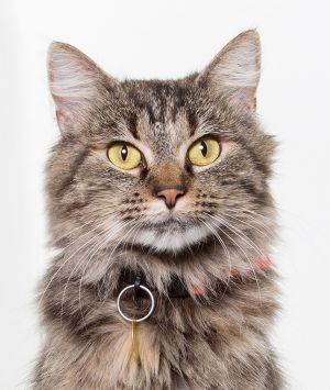 Charlotte Domestic Medium Hair Cat