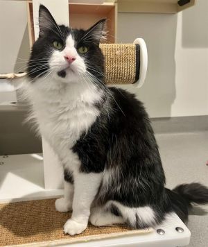 Hello handsome Mylo is a big fluffy boy with a magnficent tail love to give and whiskers for days 