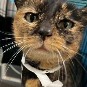 Meet Dottie an elegant 8-year-old female tortoiseshell cat with a graceful demeanor and a charming 