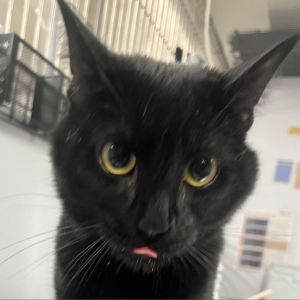 Meet Malcom a handsome 7-month-old black cat Despite his young age Malcom exudes confidence and c