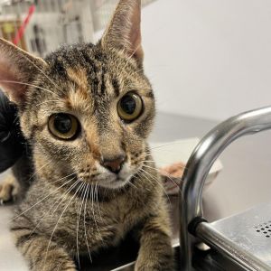 Meet Gigi a delightful 2-year-old female cat with a gorgeous grey coat Gigi is full of charm and p