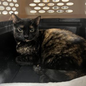 Autumn is beautiful 3-year old tortoise shell girl She is new to us and we are still getting to kno