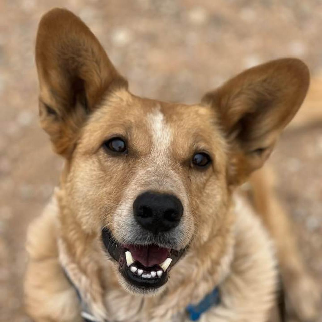 Percy, an adoptable Cattle Dog, Corgi in Kanab, UT, 84741 | Photo Image 1