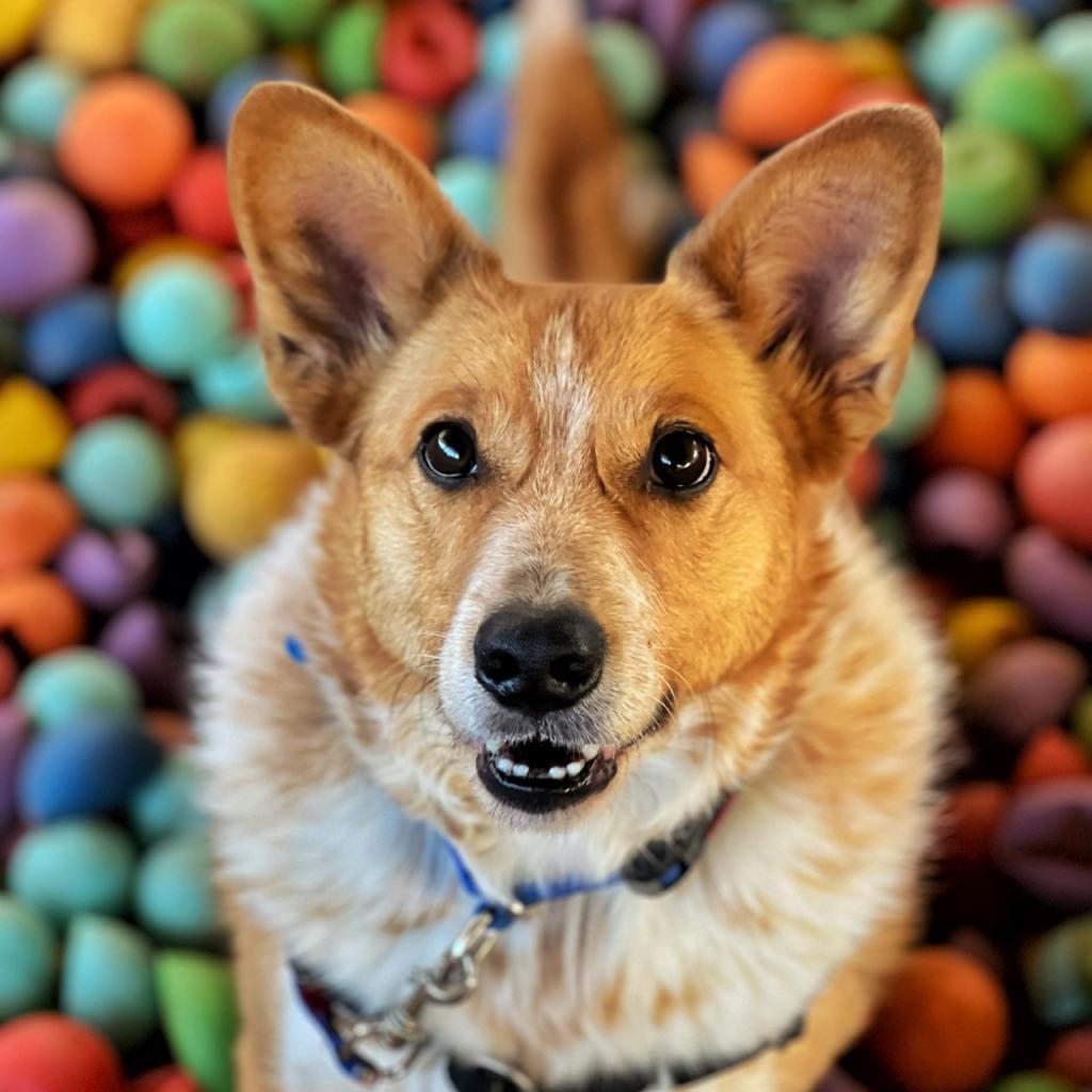 Percy, an adoptable Cattle Dog, Corgi in Kanab, UT, 84741 | Photo Image 1