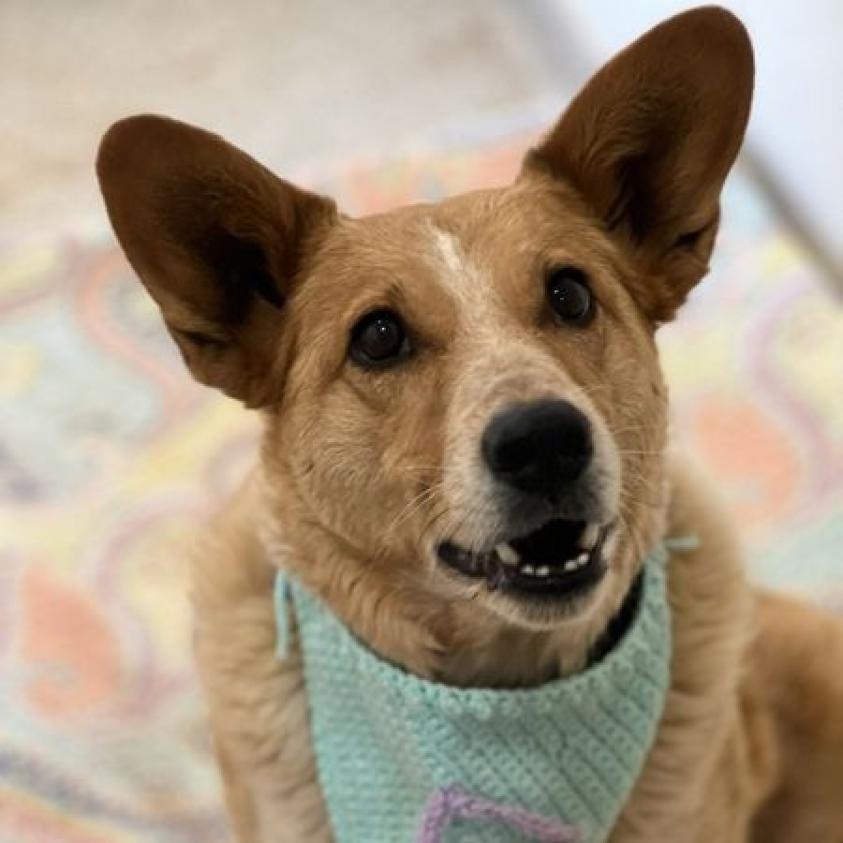 Percy, an adoptable Cattle Dog, Corgi in Kanab, UT, 84741 | Photo Image 3