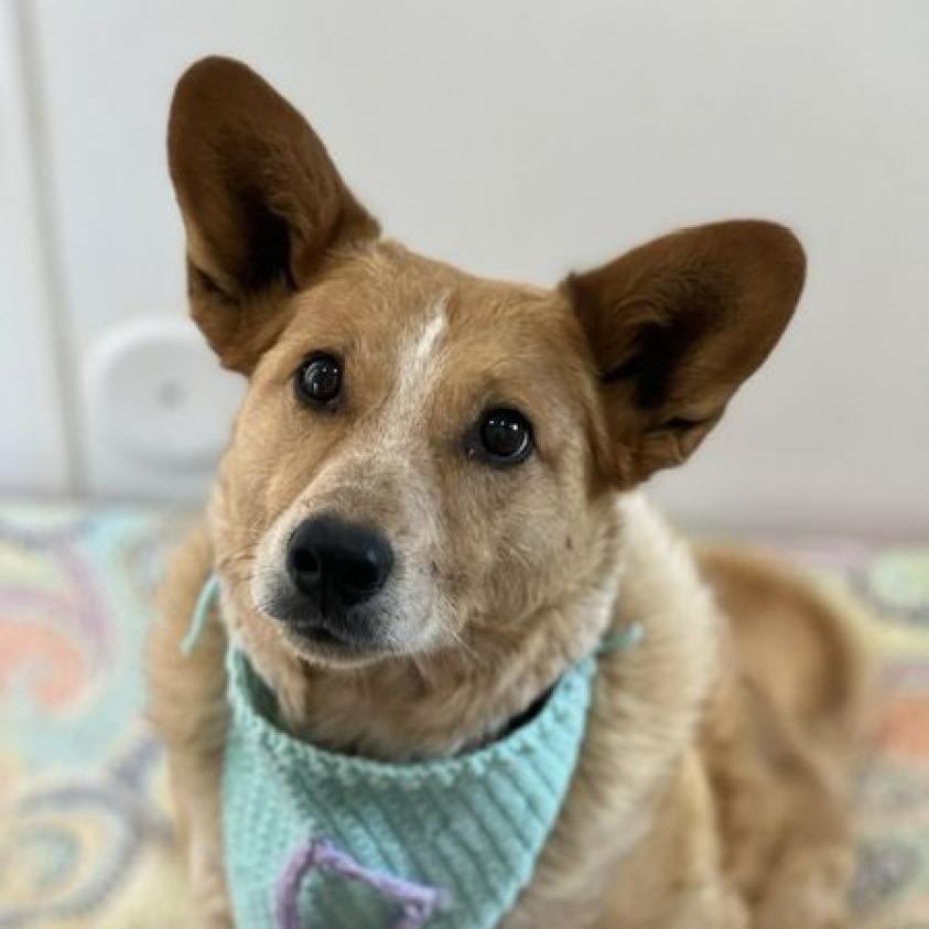 Percy, an adoptable Cattle Dog, Corgi in Kanab, UT, 84741 | Photo Image 3