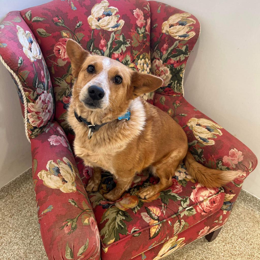 Percy, an adoptable Cattle Dog, Corgi in Kanab, UT, 84741 | Photo Image 4