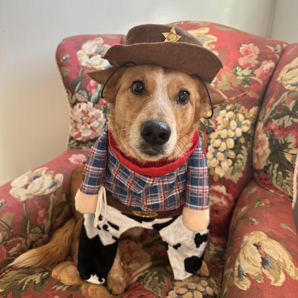 Percy, an adoptable Cattle Dog, Corgi in Kanab, UT, 84741 | Photo Image 5