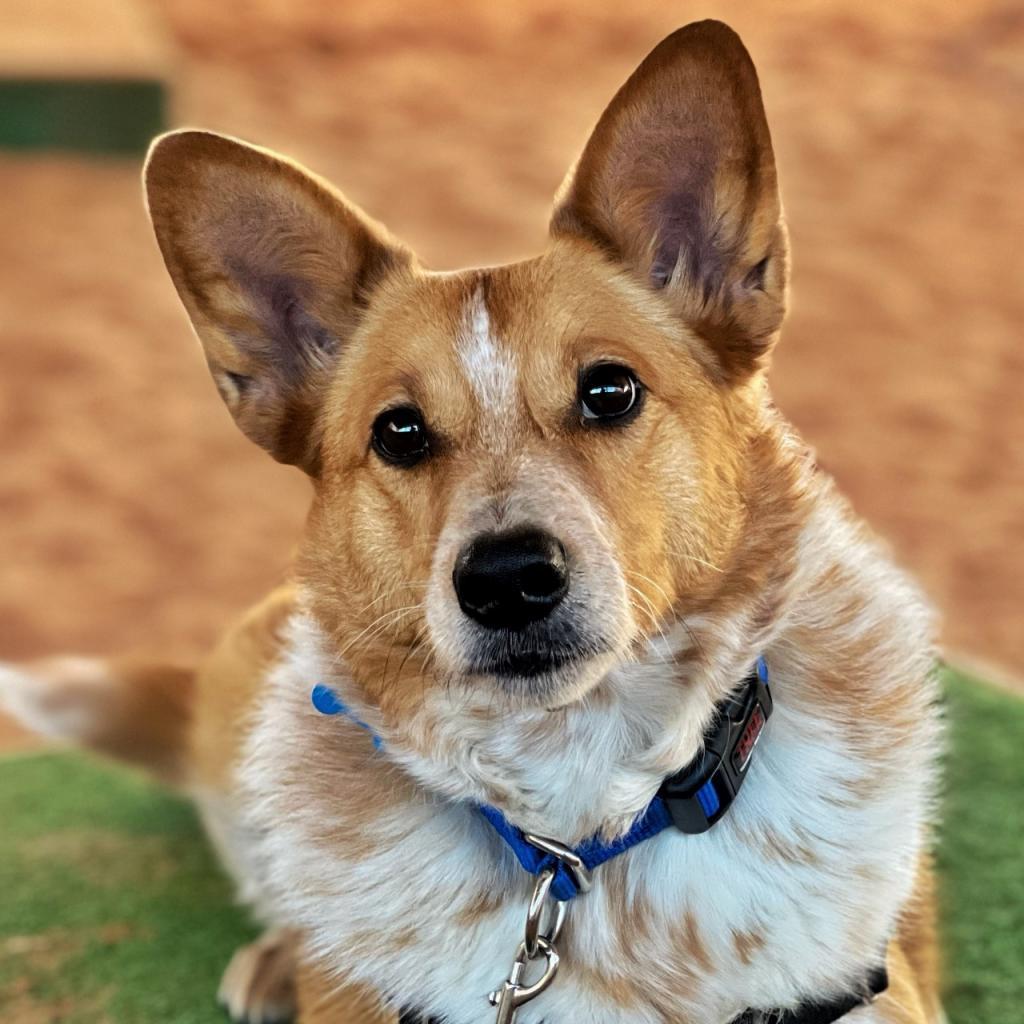 Percy, an adoptable Cattle Dog, Corgi in Kanab, UT, 84741 | Photo Image 6