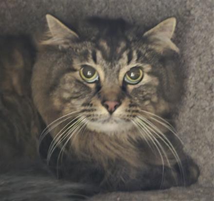 DAISY, an adoptable Domestic Long Hair in Santa Barbara, CA, 93111 | Photo Image 1