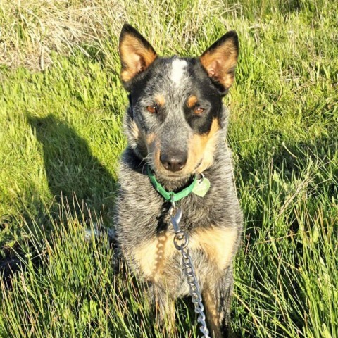 Rocky, an adoptable Mixed Breed in Hailey, ID, 83333 | Photo Image 3