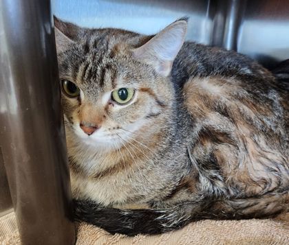 Nala, an adoptable Domestic Short Hair in Willmar, MN, 56201 | Photo Image 2