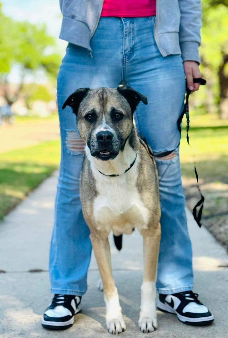 Emmie, an adoptable German Shepherd Dog, Boxer in Boise, ID, 83705 | Photo Image 1