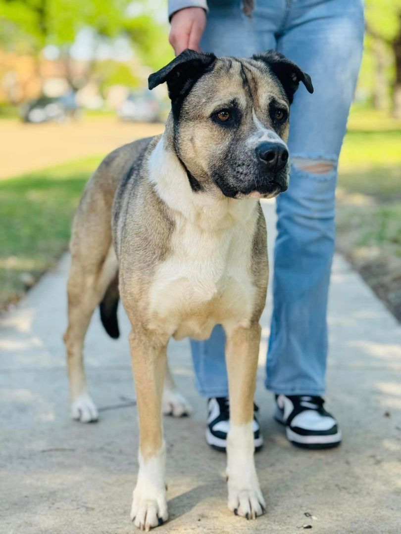 Emmie, an adoptable German Shepherd Dog, Boxer in Boise, ID, 83705 | Photo Image 2