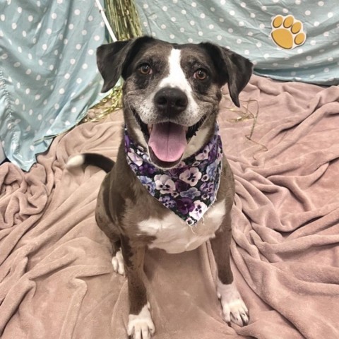 Jade, an adoptable Catahoula Leopard Dog in Show Low, AZ, 85901 | Photo Image 1