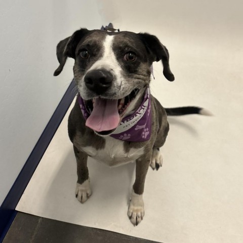 Jade, an adoptable Catahoula Leopard Dog in Show Low, AZ, 85901 | Photo Image 2