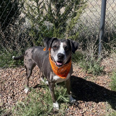 Jade, an adoptable Catahoula Leopard Dog in Show Low, AZ, 85901 | Photo Image 3